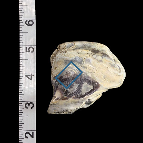 Oyster shell with area used in artwork indicated with rectangle