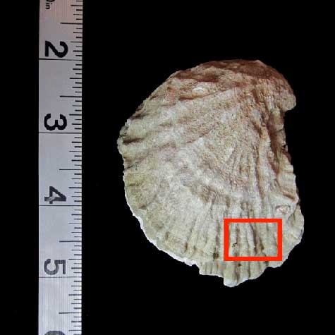 Perspective of shell showing small portion used for artwork