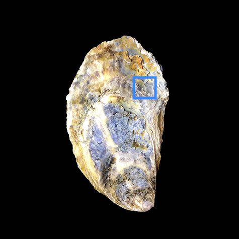 Oyster shell with highlight of small section photographed for the artwork