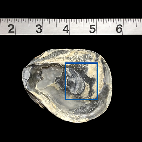 photo of entire shell with marking for area used to create artwork