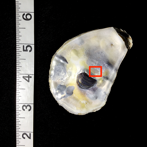 shell with area showing source of artwork