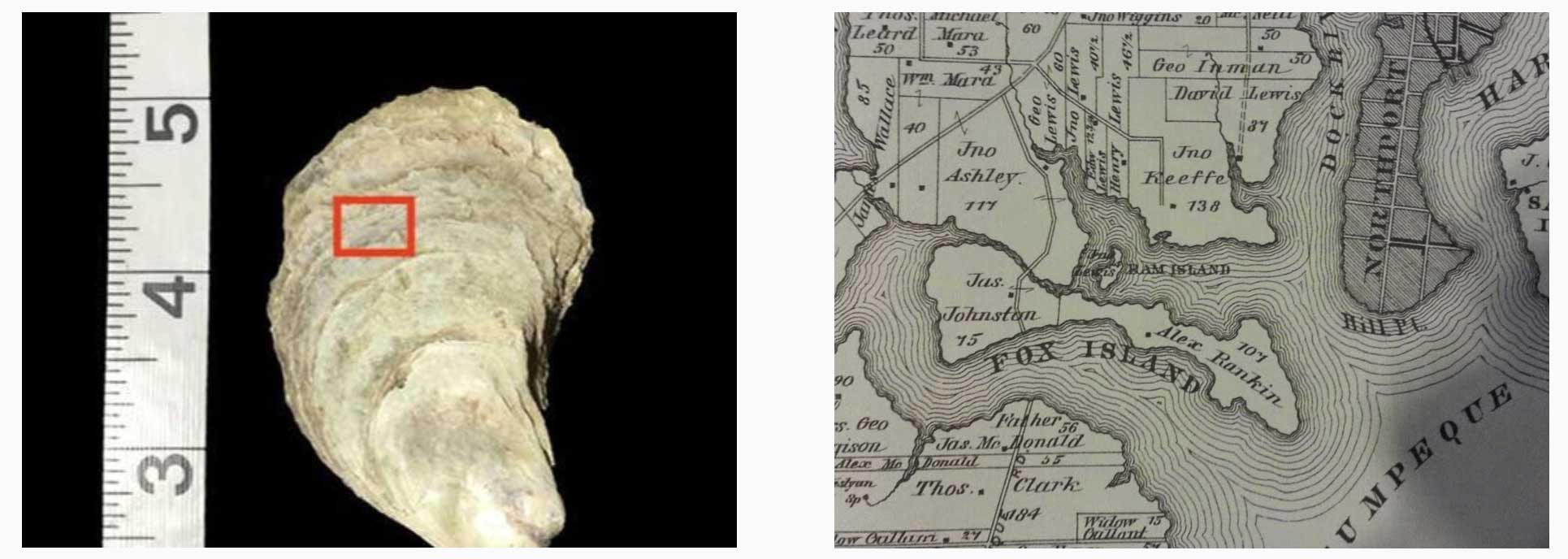 Oyster shell that inspired Elation and map where harvested