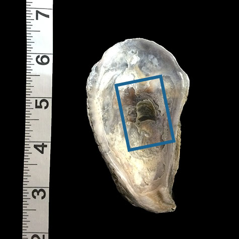 Weathered oyster shell with area photographed indicated on it