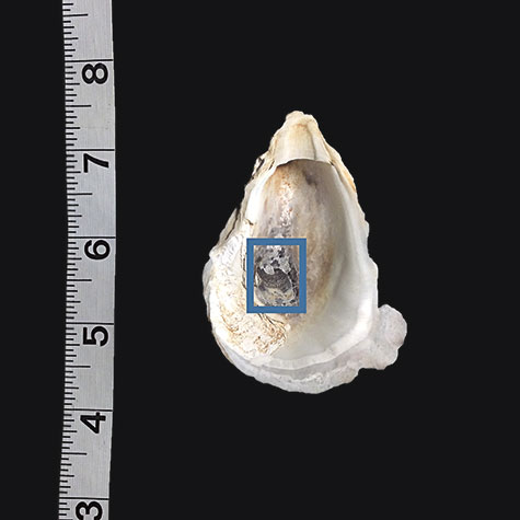 Oyster shell with area used in artwork indicated with rectangle