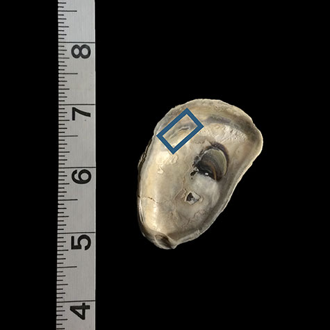 Photo of oyster shell showing area used for artwork
