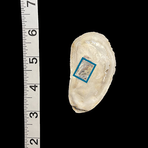 oyster shell with rectangle indication the area photographed for the artwork