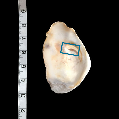 inspiration shell showing section that was photographed